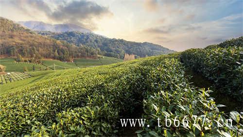 点头镇白茶产业发展如日中天