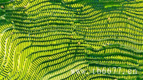 中茶建司70年的纪念茶