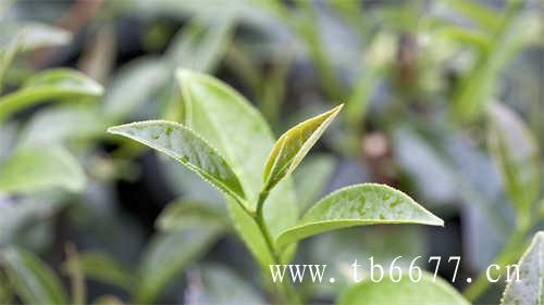 中茶福建公司的白茶品质特征