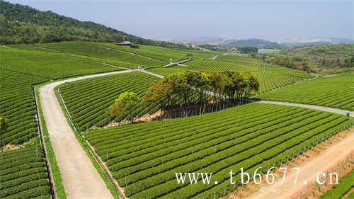 腾冲高山乌龙茶景区