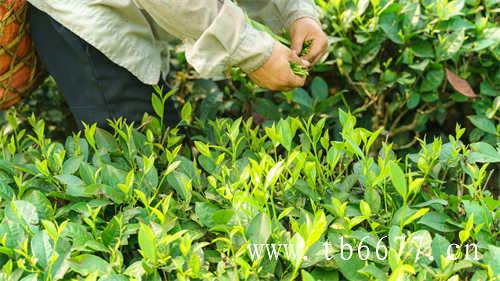 福建太姥山的茶为什么好