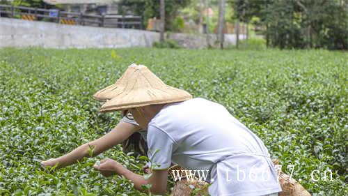 中国白茶第一镇柏柳村