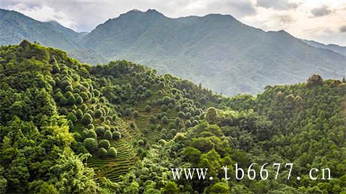 第八届福鼎白茶开茶节精彩回放