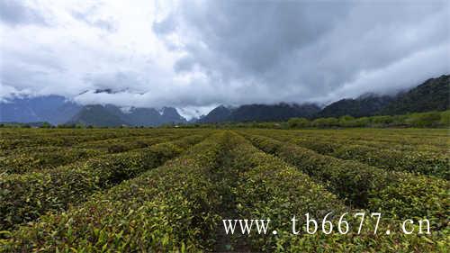 福鼎太姥山高山茶区的优势