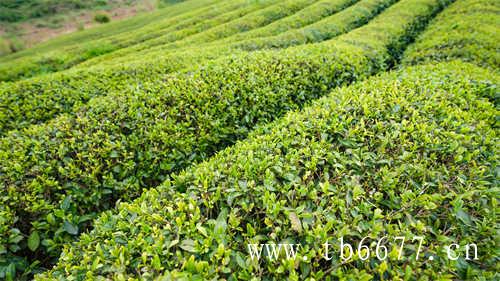 白茶的价格一般多少钱一斤