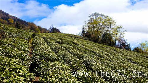 白牡丹茶白牡丹一品茶价格