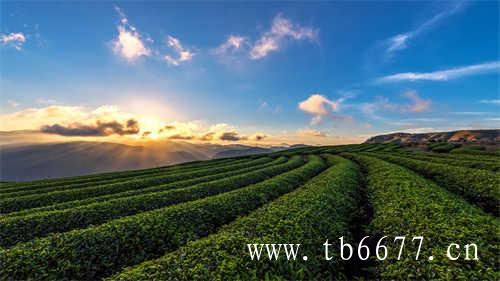 福建白茶的品种花色