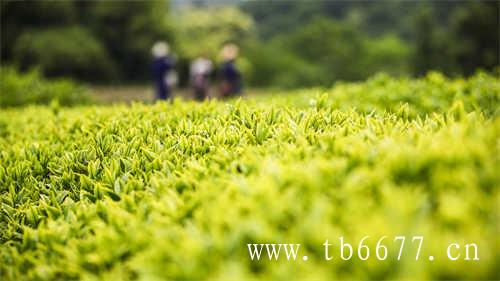 两岸茶文化季助力福鼎白茶发展
