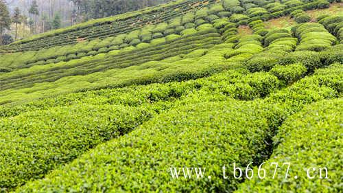 中国最古老的历史名茶绿雪芽