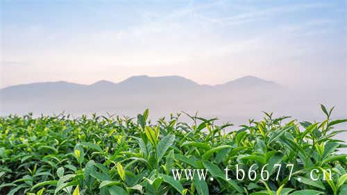 老白茶并非全是茶饼的状态