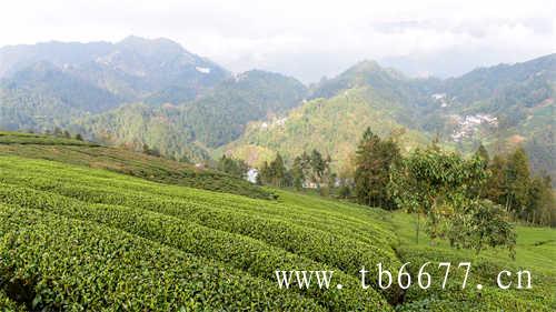 福建公司生产白茶的基地茶园