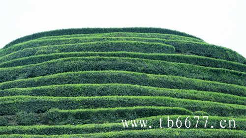 福鼎白茶区域品牌价值95.36亿元