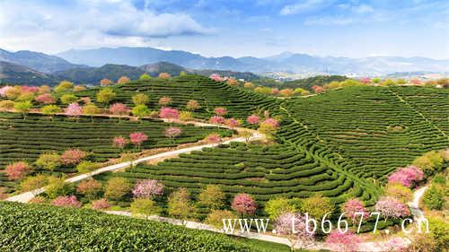 中国白茶城打造白茶样板市场